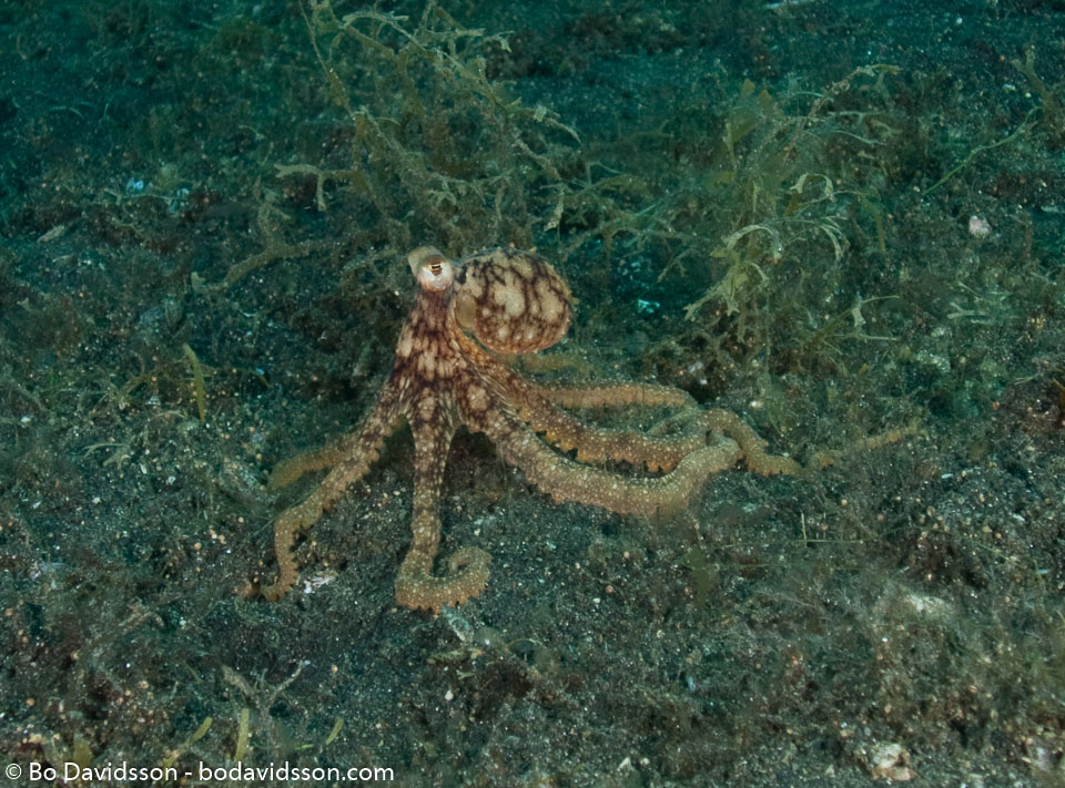 BD-090926-Lembeh-9264139-Amphioctopus-aegina-(Gray.-1849)-[Sandbird-octopus].jpg
